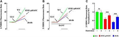 Chronic Elevation of Skeletal Muscle [Ca2+]i Impairs Glucose Uptake. An in Vivo and in Vitro Study